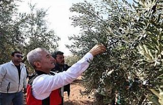 Tahmazoğlu zeytin hasadına katıldı