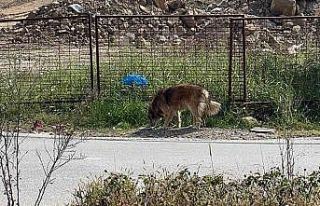 Üniversiteliler sokak hayvanlarını unutmadı