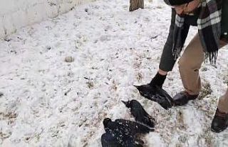 Erzincan’da kargalar dondu