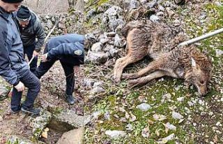 Erzincan’da yaralı kurt kurtarıldı