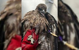 Kara çaylaklar özgürlüğe uçtu