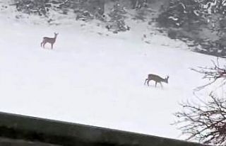 Geyiklerin kar neşesi kamerada