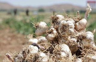 İspanya’dan Aksaray’a sarımsak yatırımı