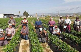 Mersin’de çilekte ihracat başladı