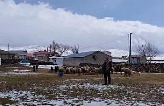 Adilcevaz’da besicilere kar sürprizi