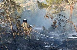 Hatay’da orman yangını