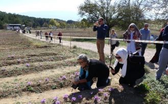 Turistlerin yeni gözdesi "safran tarlaları"