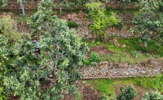 Alanya’da muşmula hasadı başladı
