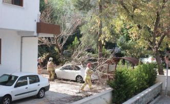 Kadıköy’de devrilen ağaç paniğe yol açtı