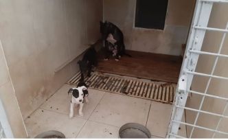 Pitbull Terrier cinsi köpek ve yavrularına el konuldu
