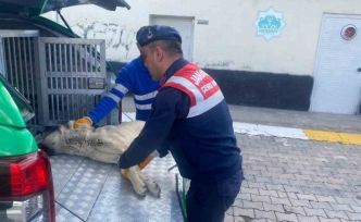Yaralı köpeğe jandarma yetişti
