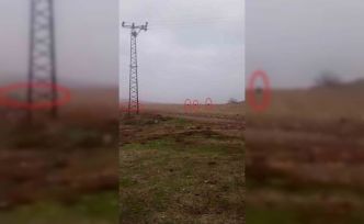 Diyarbakır’da tarlada domuz sürüsü