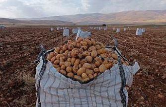 Darende’de patates hasadına başlanıldı