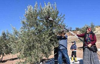 Gaziantep’te zeytin hasadı başladı