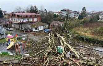 Anıt ağaç, fırtınada yıkıldı