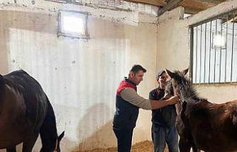 Kırklareli’nde safkan atlar aşılandı