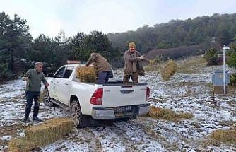 Spil’de yaban hayatı unutulmadı