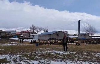 Adilcevaz’da besicilere kar sürprizi