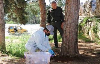 Alanya Belediyesi’nden biyolojik mücadele