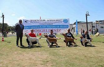 Aydın’da köpekler podyuma çıktı