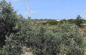 Aydın’da zeytin bahçeleri denetlendi