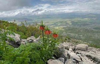 Diyarbakır’da ’ters lale’ fotoğraflandı
