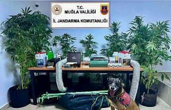 Evini uyuşturucu bahçesine çevirmiş
