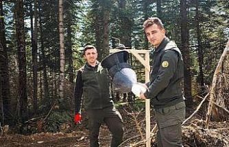 Göknar kabuk böceğiyle mücadele