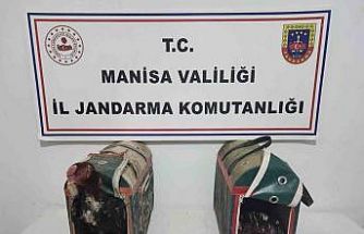 Horoz Dövüşüne suçüstü