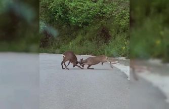 Karacaların kavgası kamerada