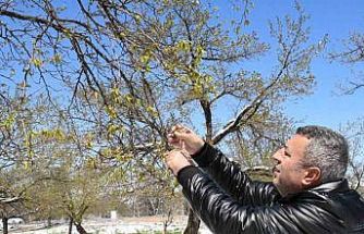 Malatya’da zirai don felaketi