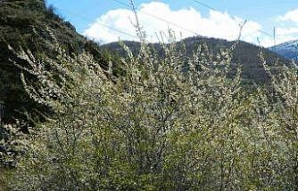 Posof’ta bahar sevinci