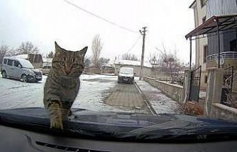 Sevimli kedi araç kamerasında