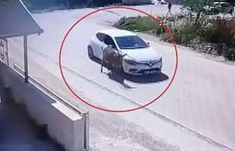 Yol artasındaki eşeği ezdi