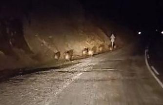 Yüksekova’da domuz sürüsü kamerada