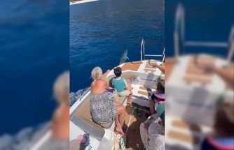 Yunuslardan Ölüdeniz’de muhteşem gösteri