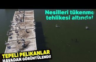 Yavrularını Büyüten Tepeli Pelikanlar Havadan Görüntülendi