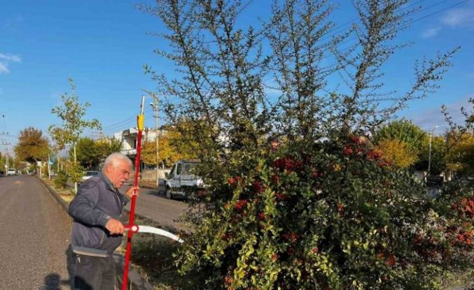 Adıyaman Belediyesinden kapsamlı ağaç budaması