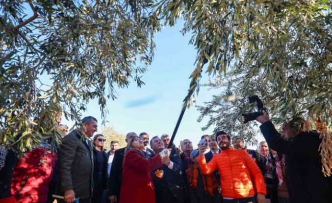 Şahin, Nizip’te zeytin hasadına katıldı