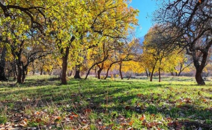 Siirt Zarova Çayı’nda renk cümbüşü