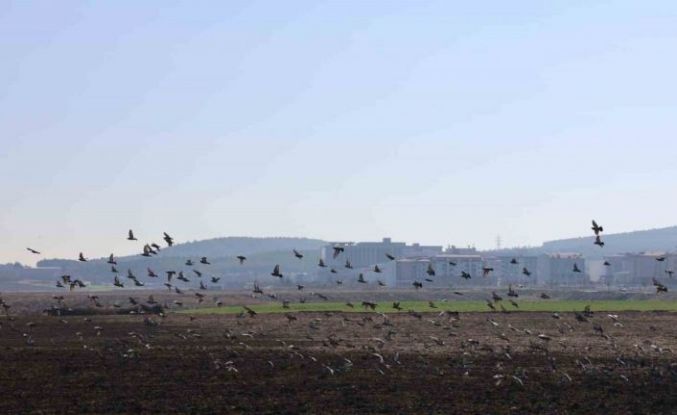 Kahramanmaraş’ta güvercinlerden görsel şölen