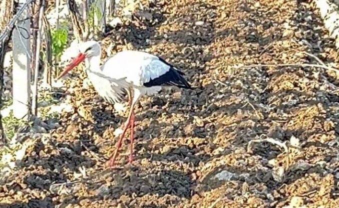 Çiftçi dostu leylek bağdan ayrılmadı