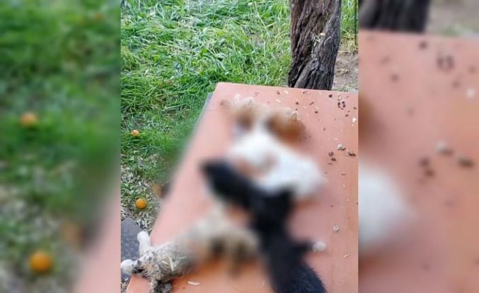 Gemlik’te yavru kediler katledildi