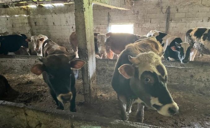 Kırklareli’nde 12 kaçak hayvan yakalandı