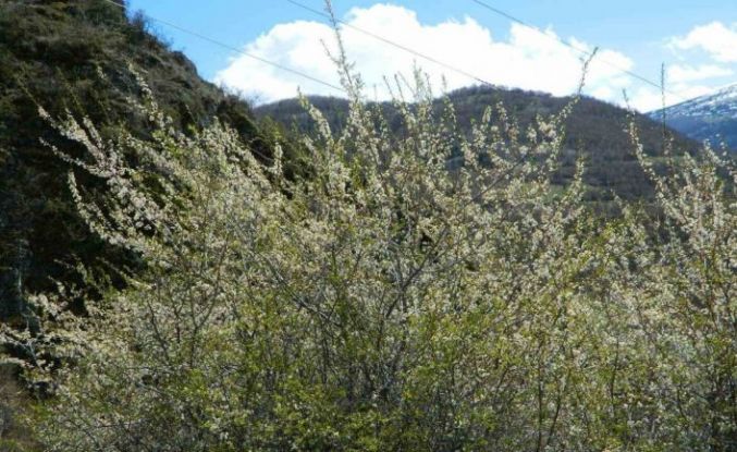 Posof’ta bahar sevinci