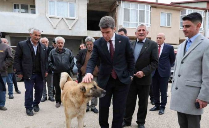 Sokak köpeğine devlet şefkati