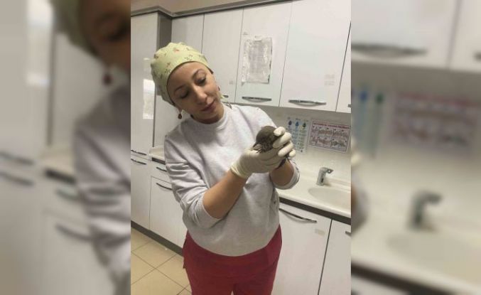Yaralı kuşun tedavisi hastanede yapıldı
