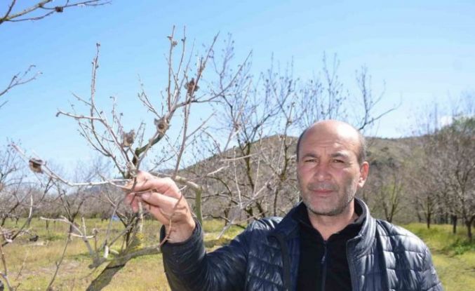Zirai don cennet hurmasını vurdu