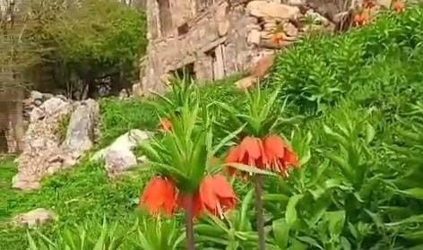 Batmanda quot;ters lalelerquot; doğayı renklendirdi